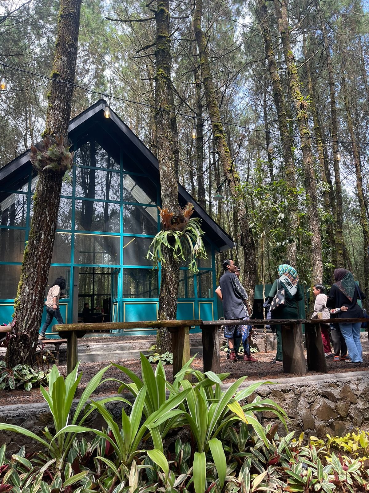 Tangkal Pinus Jayagiri Lembang