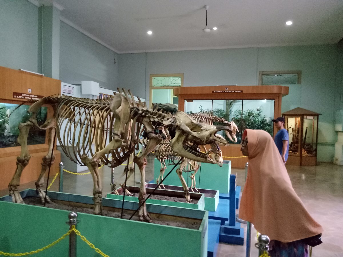 Museum Zoologi