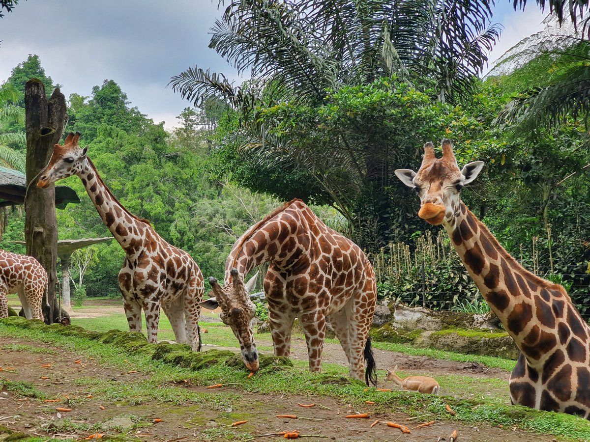 Taman Safari Indonesia Bogor