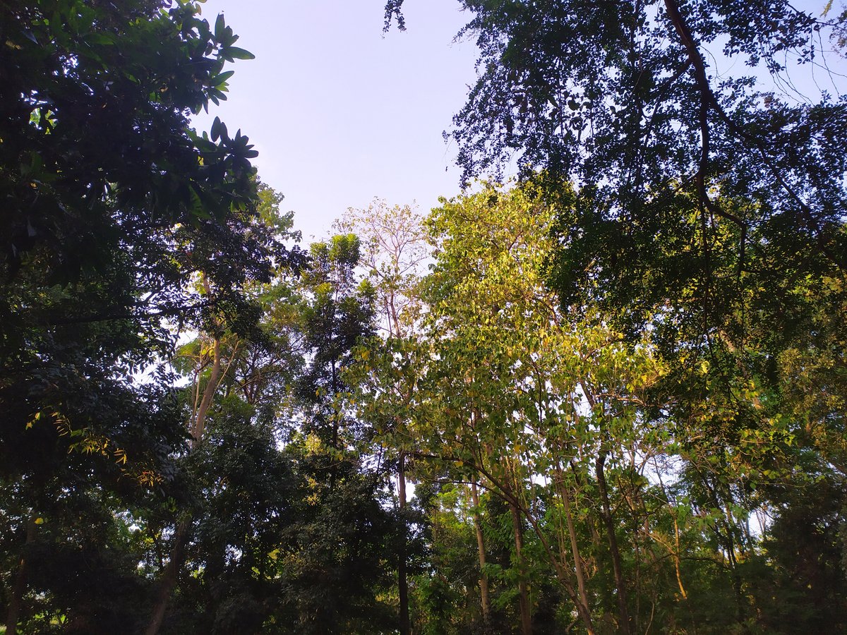Hutan Kota Srengseng