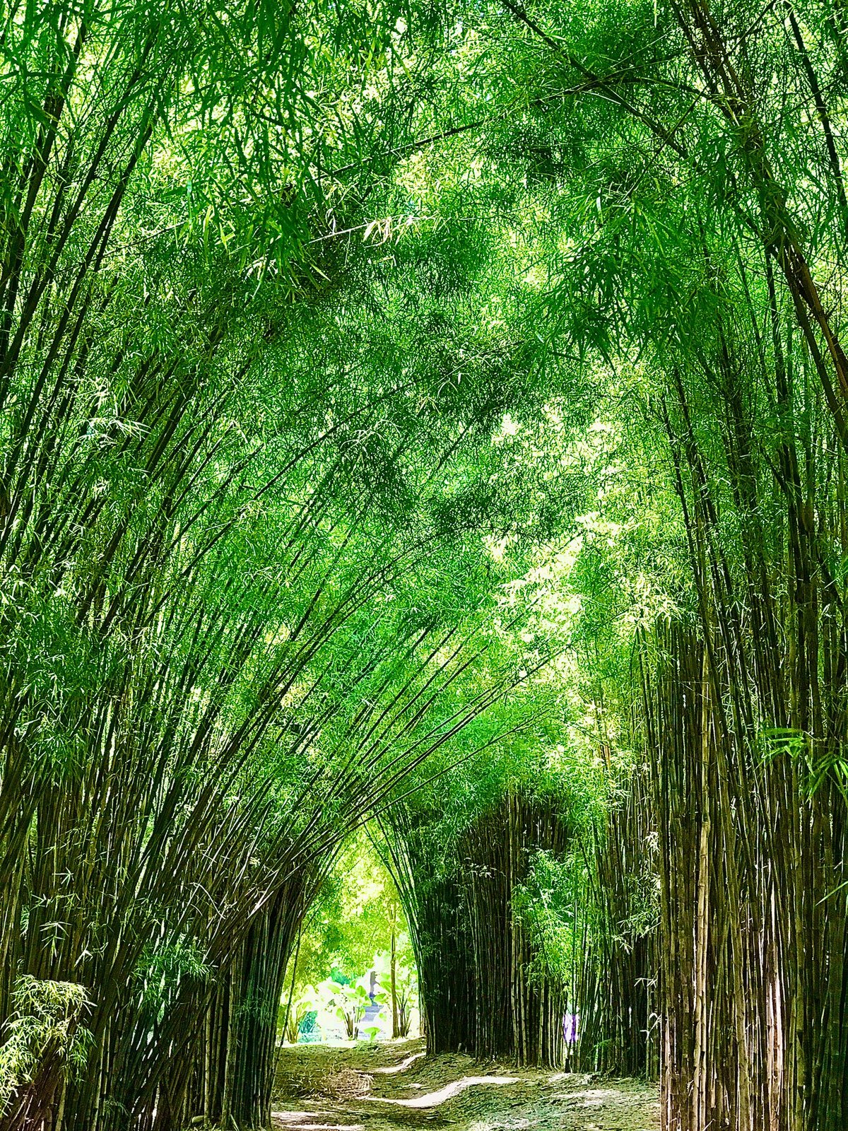 Hutan Bambu Keputih Surabaya