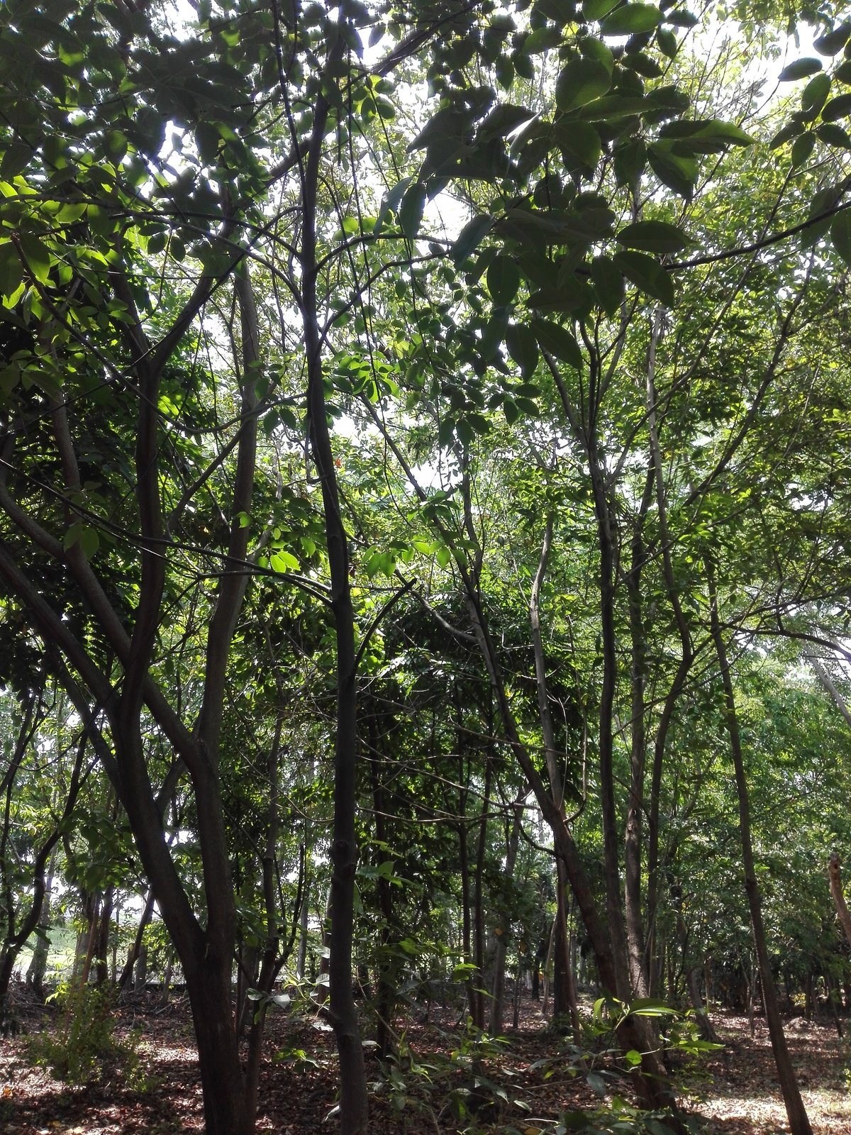 Hutan Kota Balas Krumprik