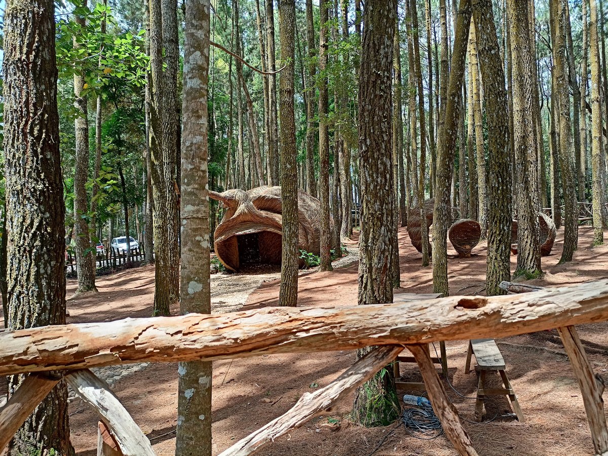 Hutan Pinus Mangunan